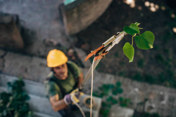 Best Emergency Tree Removal  in Silver City, NM