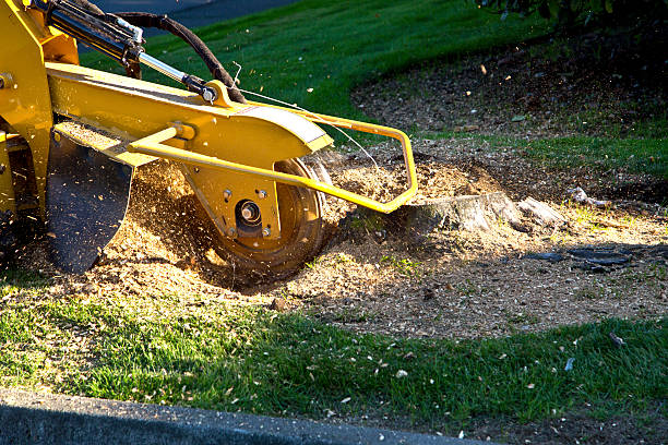 Best Lawn Drainage Solutions  in Silver City, NM